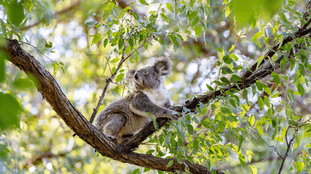 How we care for our flora & fauna - Gwinganna Lifestyle Retreat