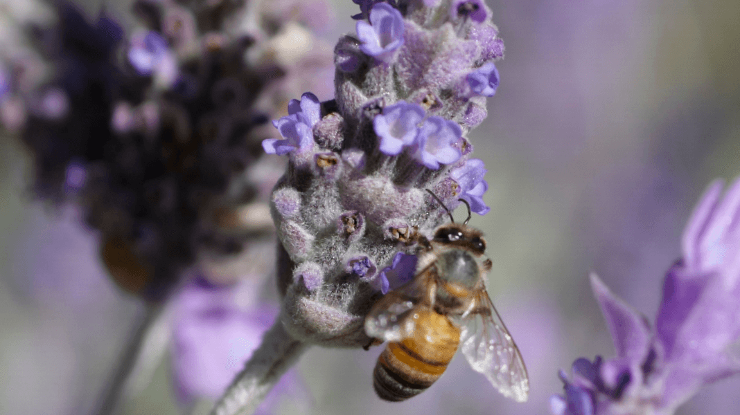 Improve sleep, sugar and stress issues in four nights - Gwinganna Lifestyle Retreat