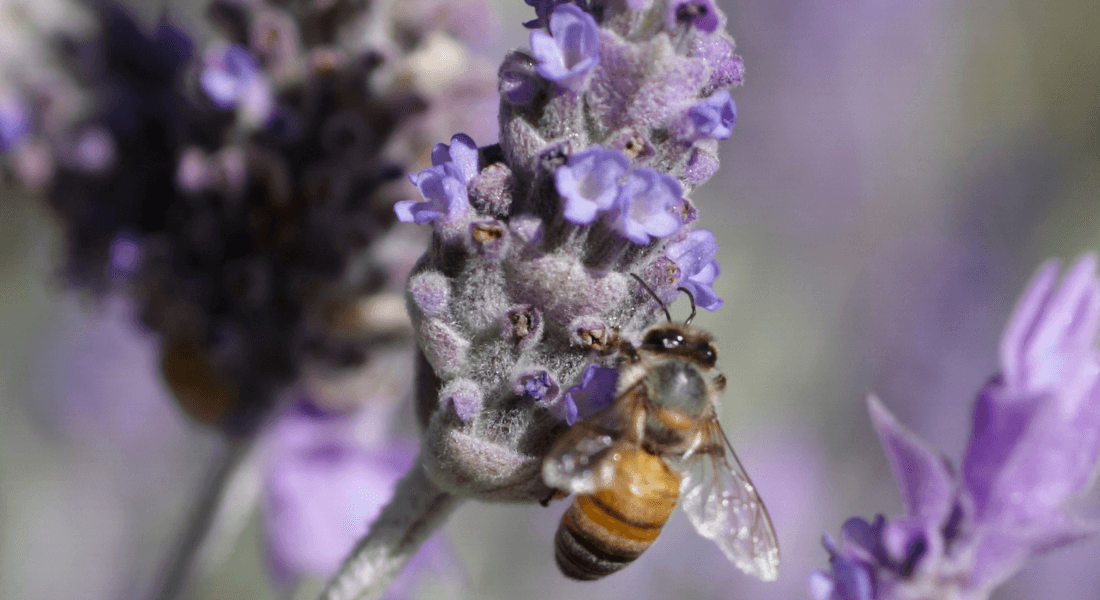 Improve sleep, sugar and stress issues in four nights - Gwinganna Lifestyle Retreat