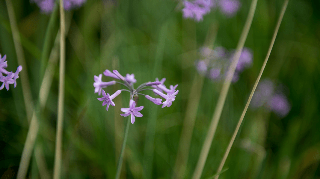 Maintain your brain: Mobility, memory and mood - Gwinganna Lifestyle Retreat