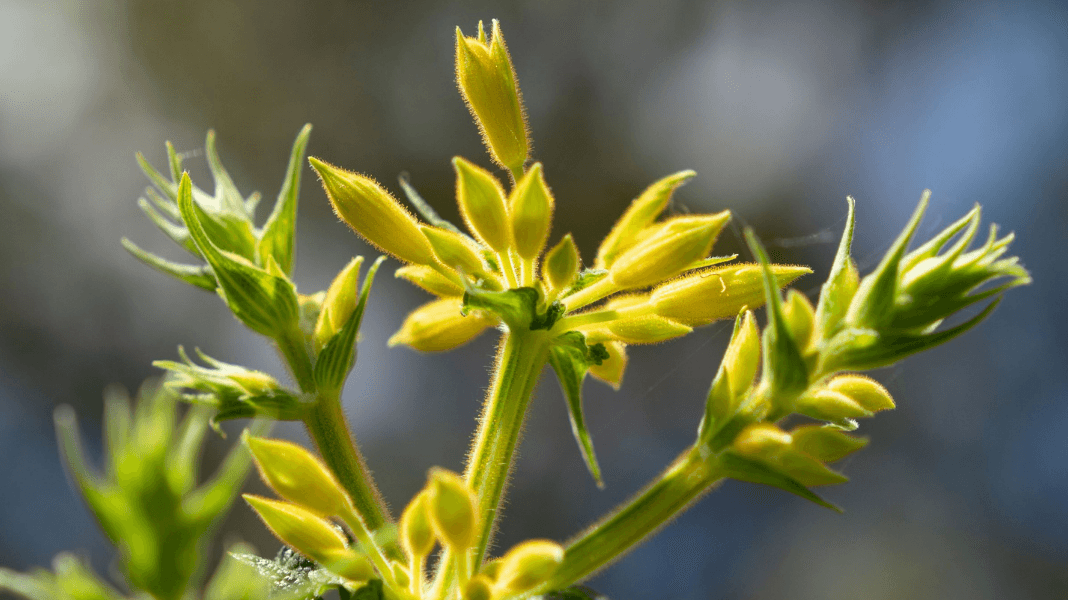 Stress Resilience with Sharon Kolkka - Gwinganna Lifestyle Retreat
