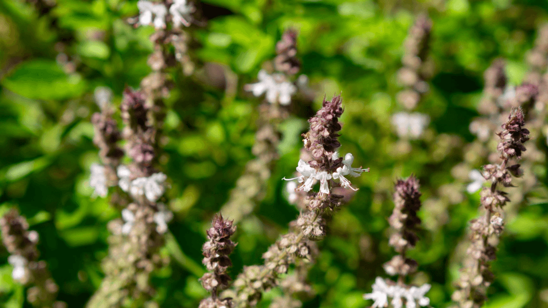 Stress Management: The Power of Adaptogens - Gwinganna Lifestyle Retreat