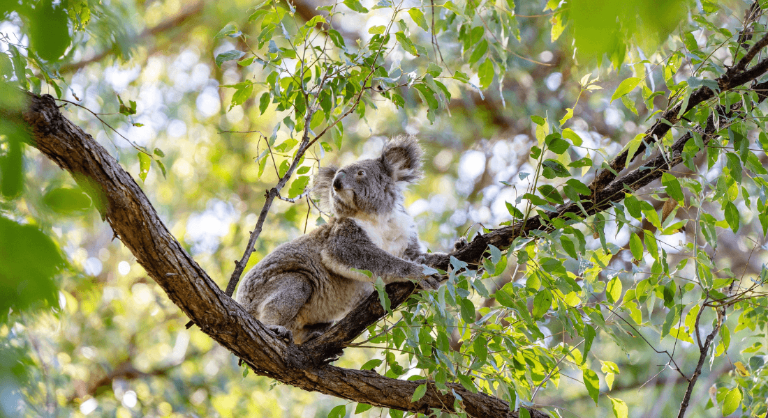 How we care for our flora & fauna - Gwinganna Lifestyle Retreat