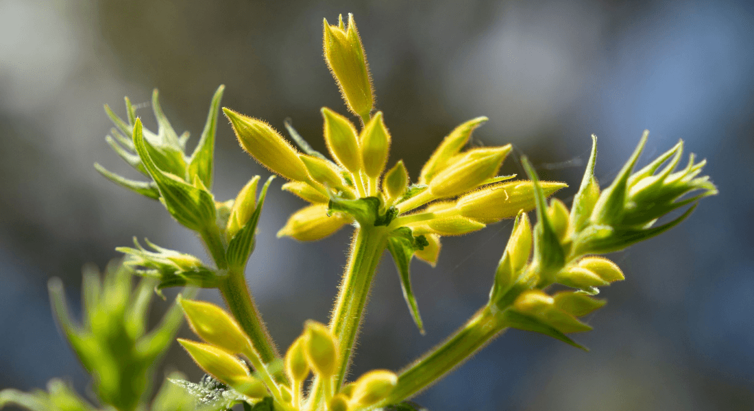 Stress Resilience with Sharon Kolkka - Gwinganna Lifestyle Retreat