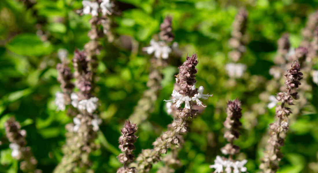 Stress Management: The Power of Adaptogens - Gwinganna Lifestyle Retreat